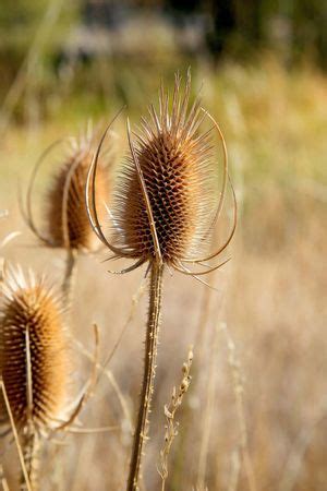 types of teasel.